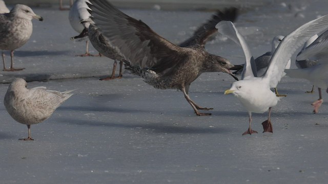 Glaucous Gull - ML552282051