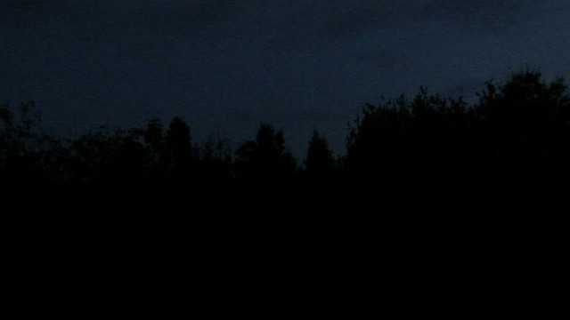 Long-eared Owl - ML552282731