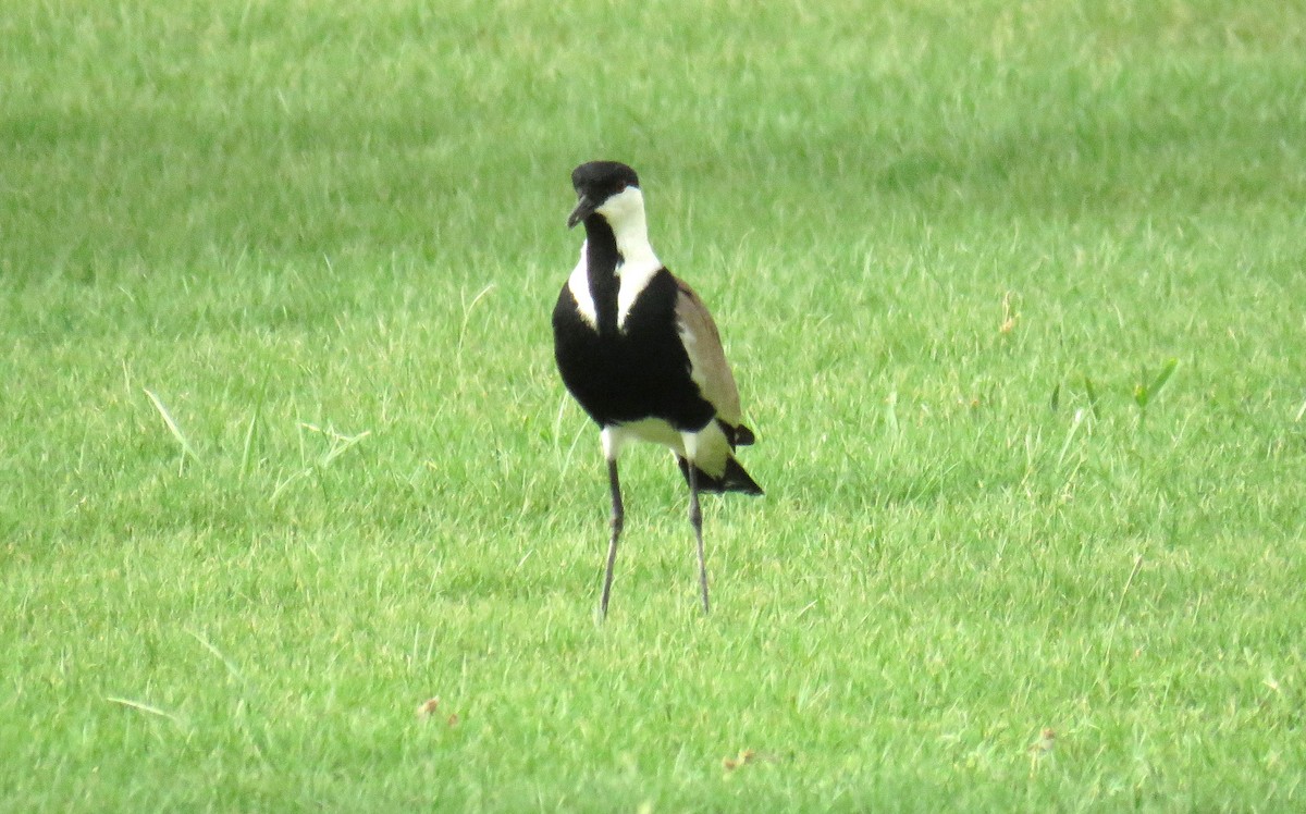 Spur-winged Lapwing - ML55228491