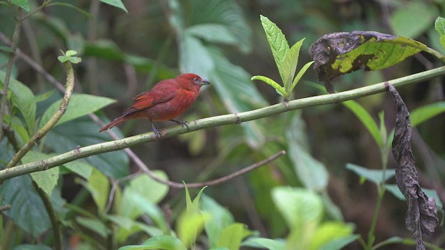 Hepatic Tanager - ML552284921