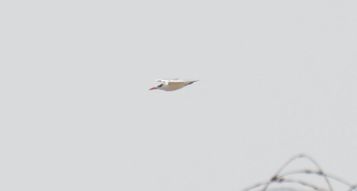 裏海燕鷗 - ML55228851