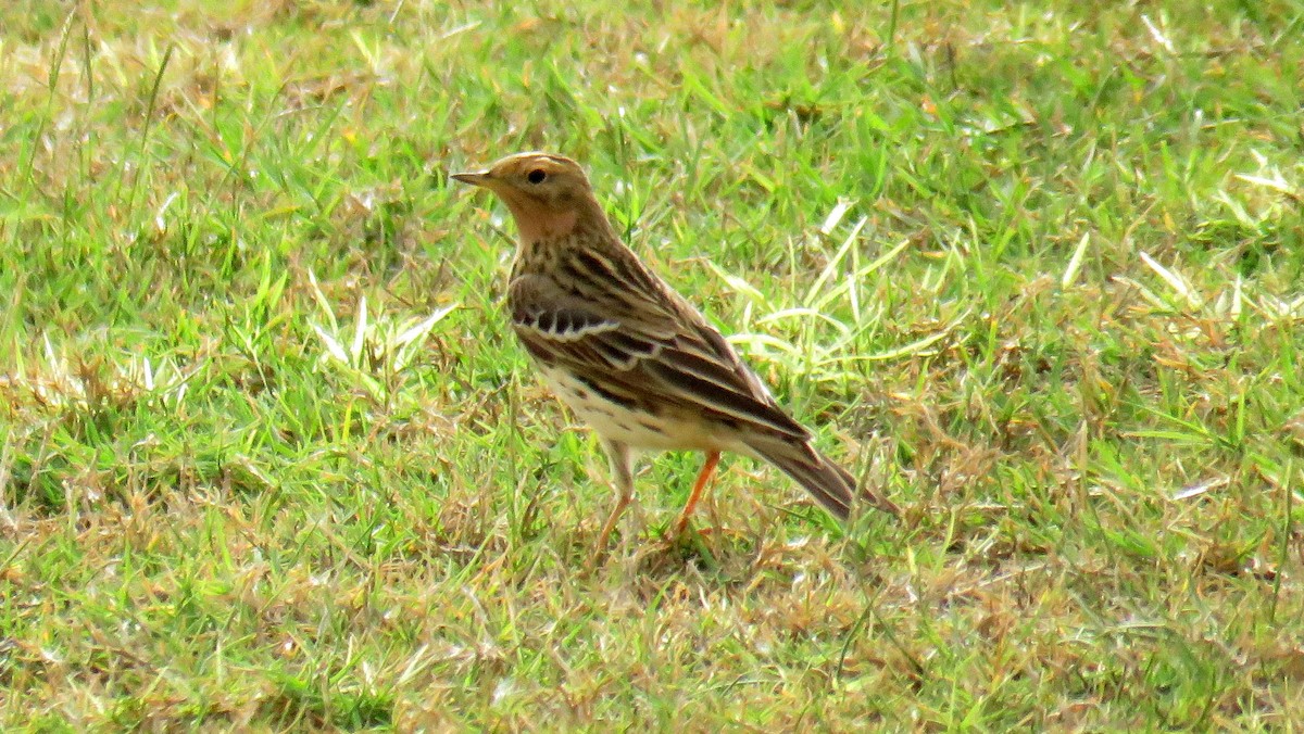 Red-throated Pipit - ML55228991