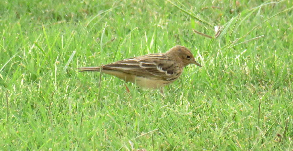 Red-throated Pipit - ML55229001