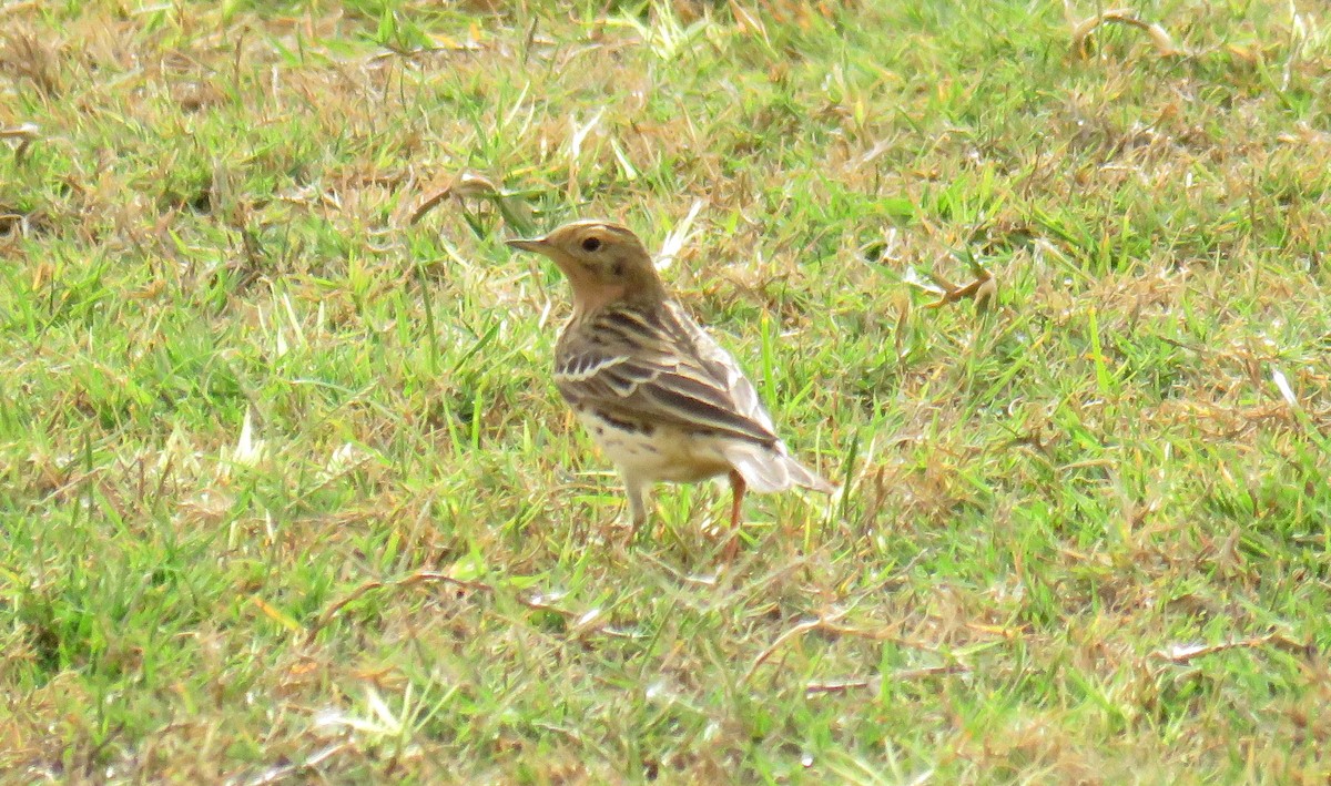 Red-throated Pipit - ML55229031