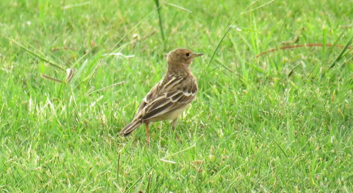 Red-throated Pipit - ML55229041