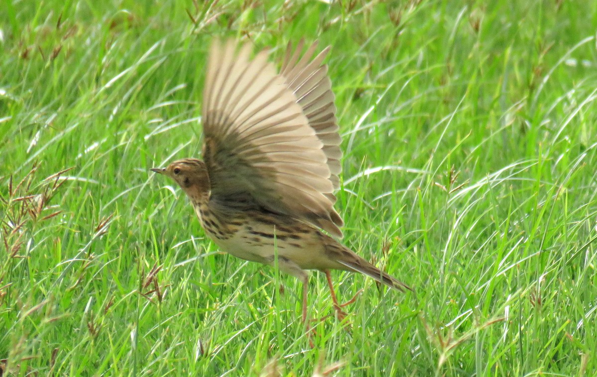 Red-throated Pipit - ML55229051
