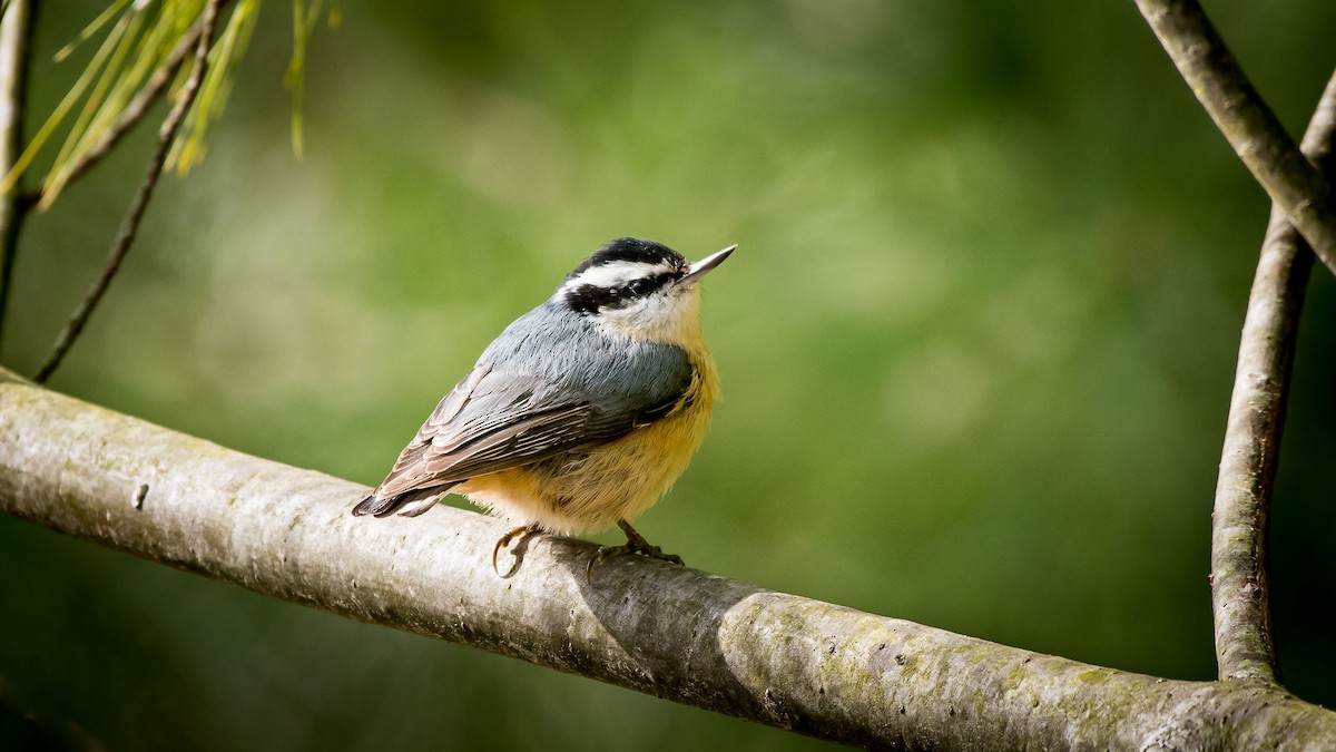 Red-breasted Nuthatch - Charlie Shields