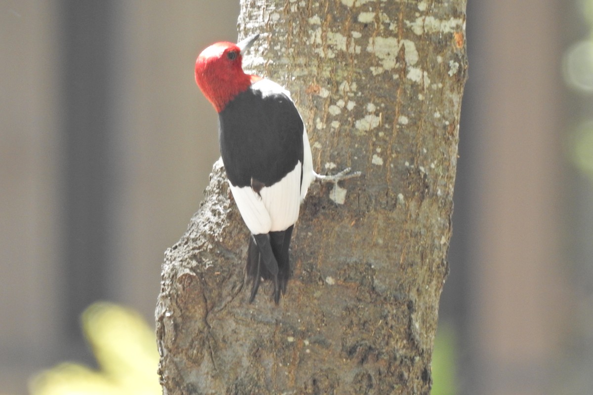 Red-headed Woodpecker - ML552292401