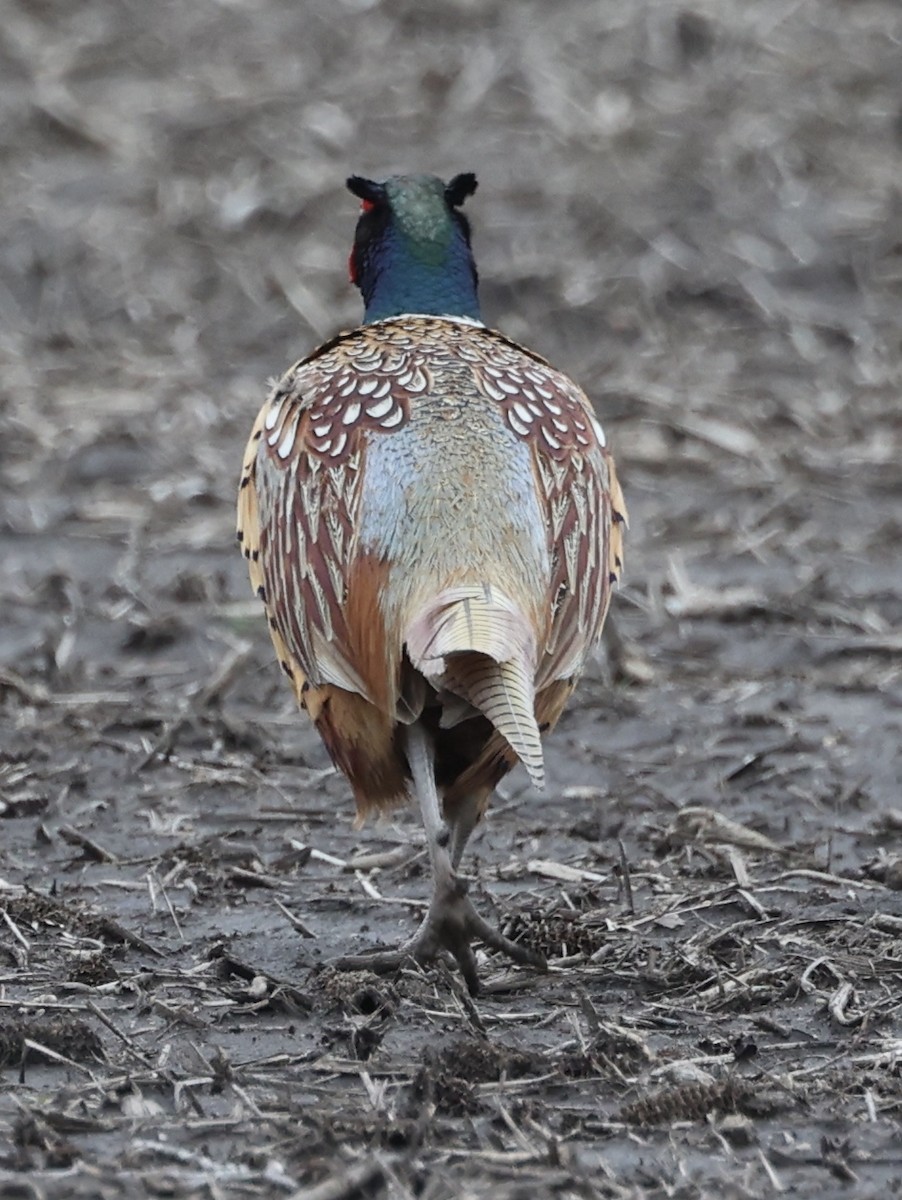 Ring-necked Pheasant - E J