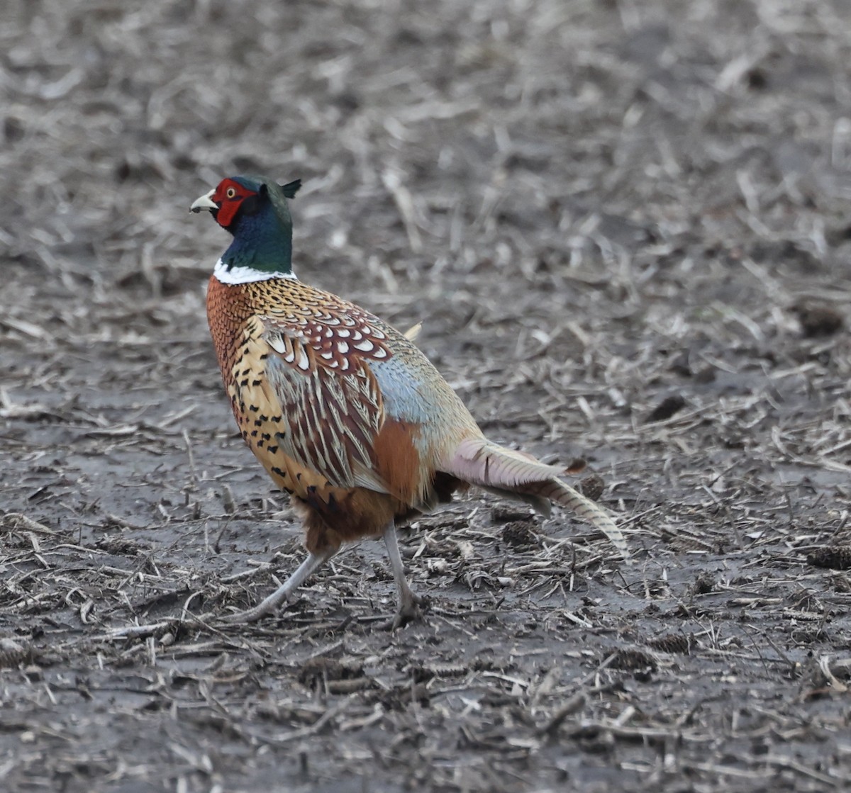 Ring-necked Pheasant - E J