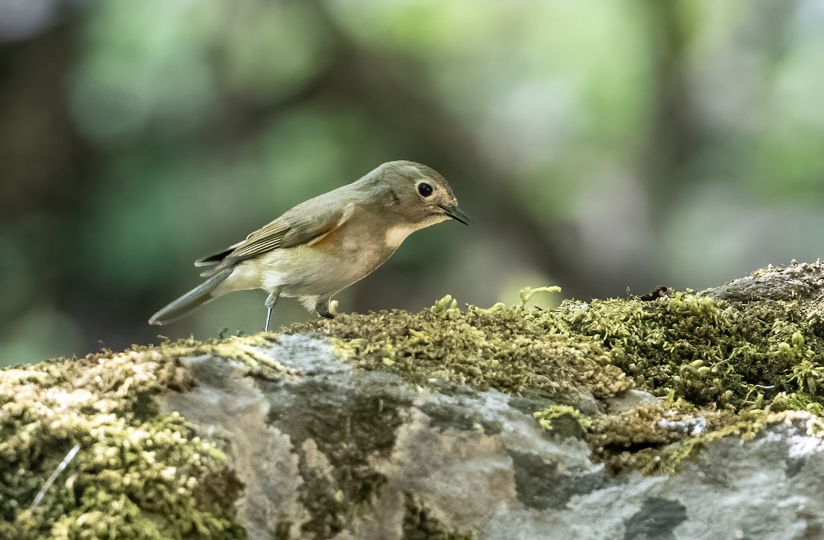 Red-flanked/Himalayan Bluetail - ML552302241