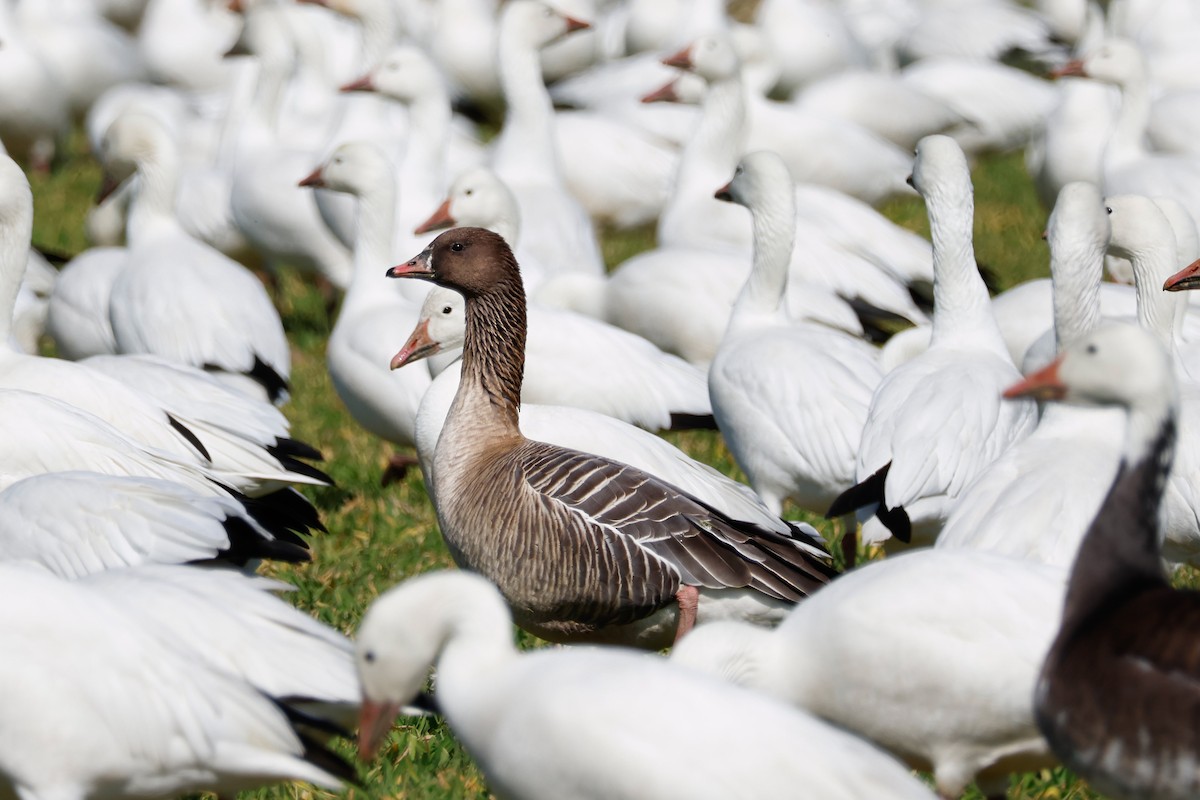 Pink-footed Goose - ML552302311