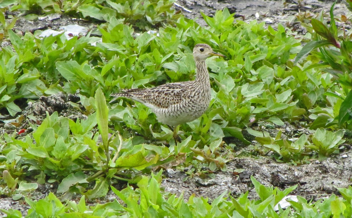 Upland Sandpiper - Fred Peters