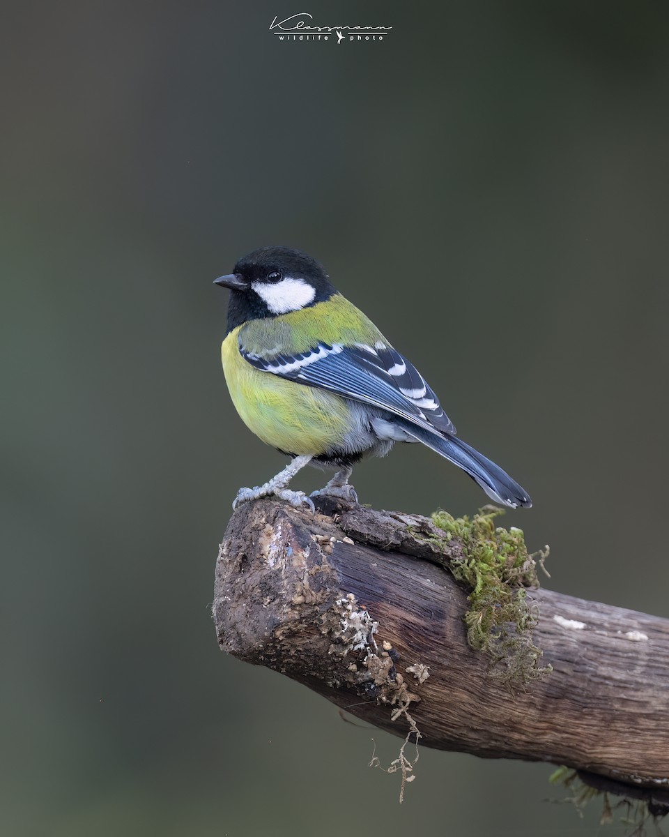 Green-backed Tit - ML552307671