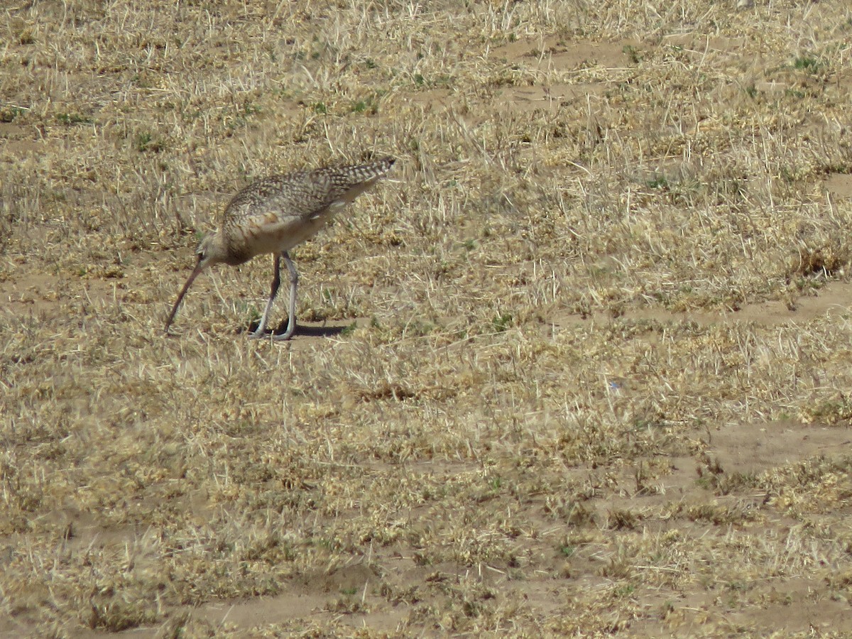 Long-billed Curlew - ML552309181
