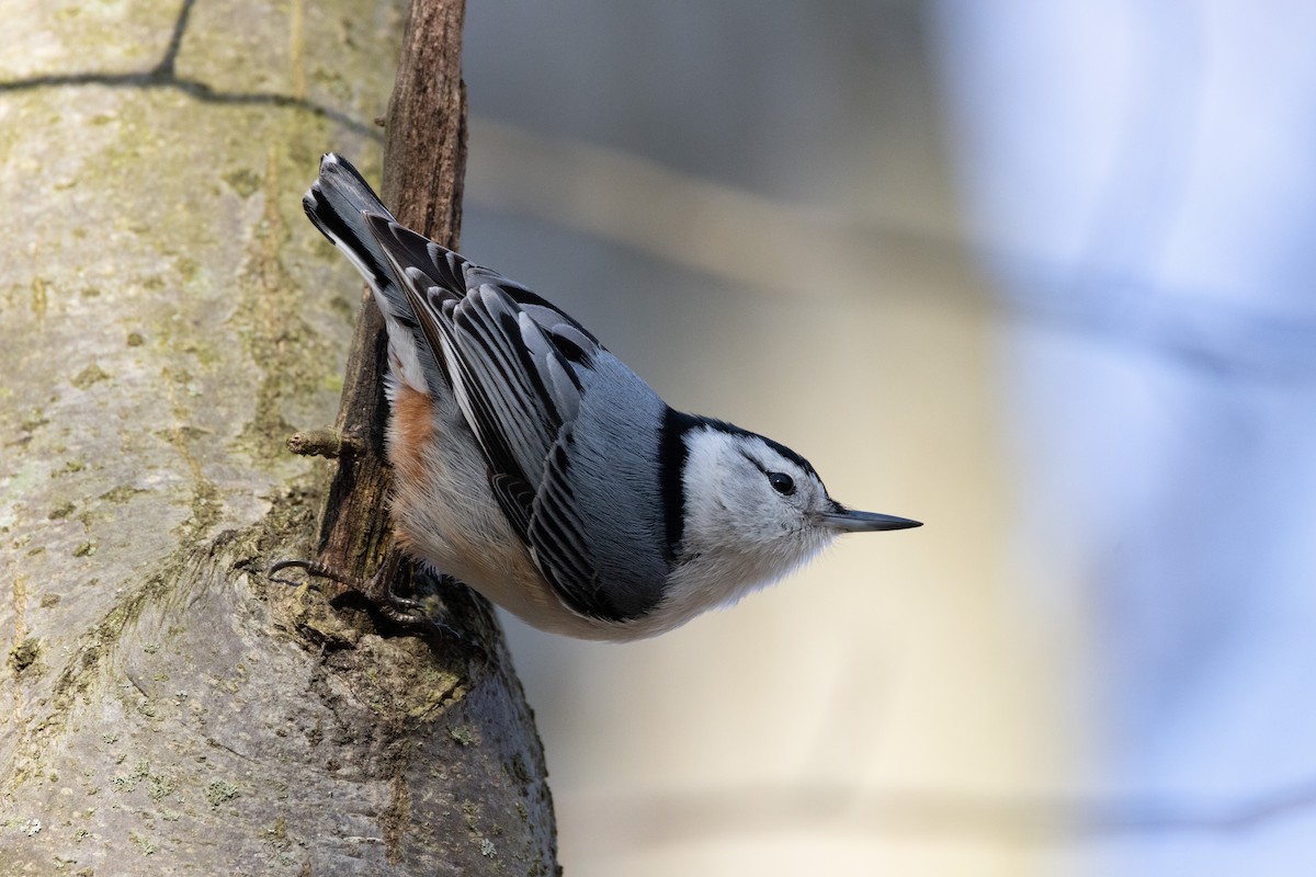 White-breasted Nuthatch - ML552310181