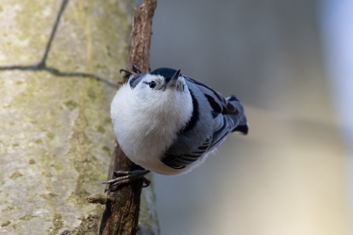 White-breasted Nuthatch - ML552310481