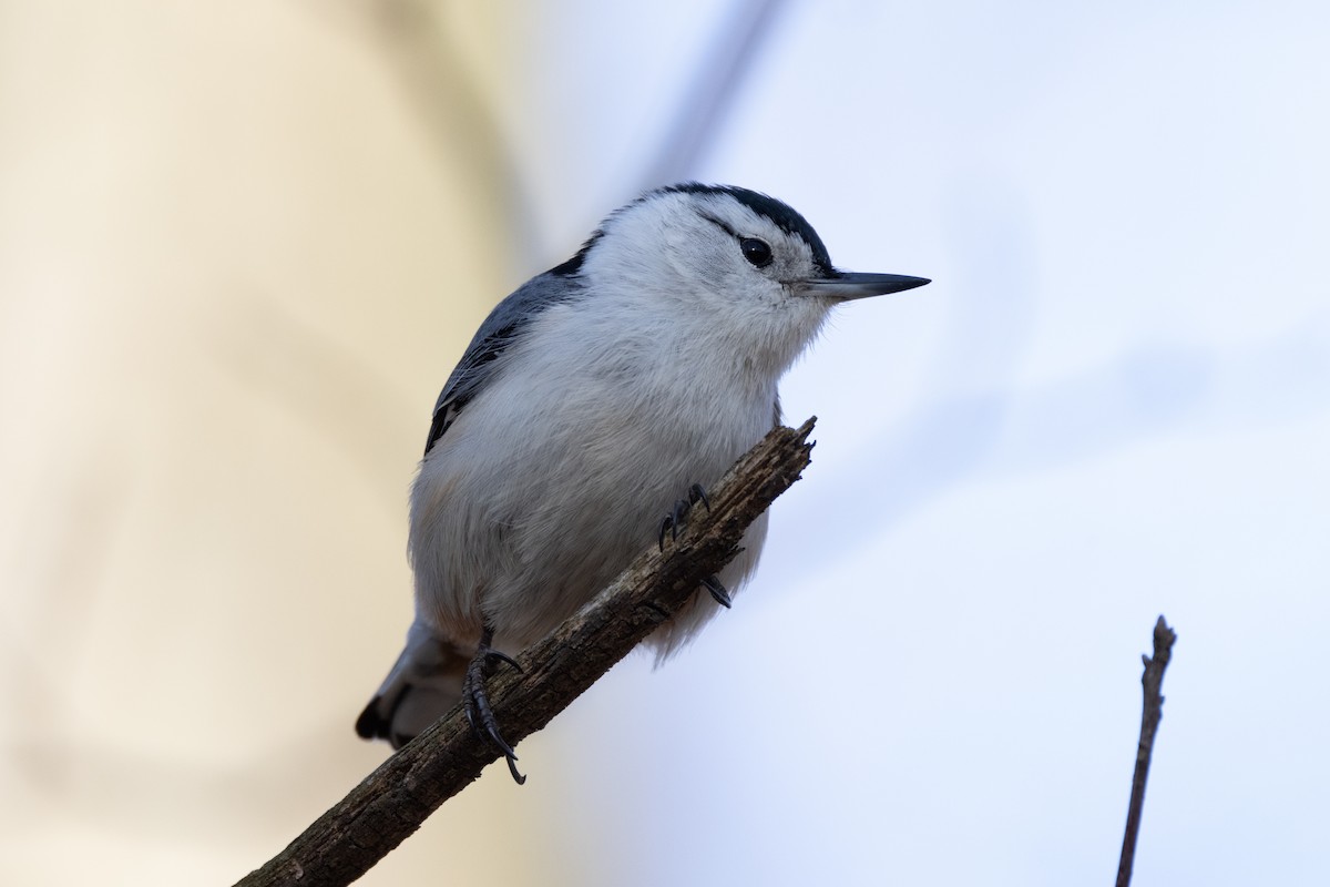 White-breasted Nuthatch - ML552310491