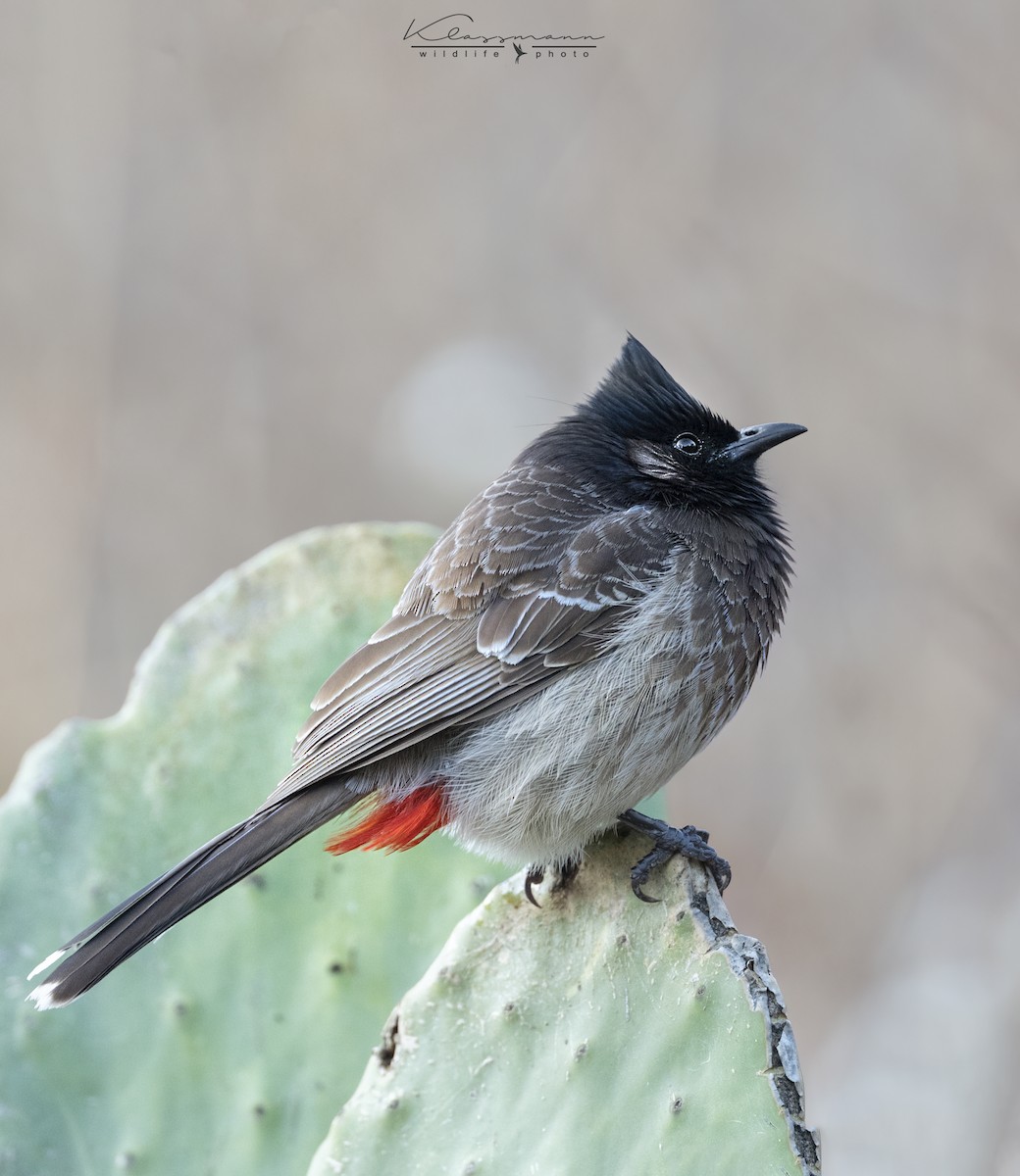Red-vented Bulbul - ML552310781