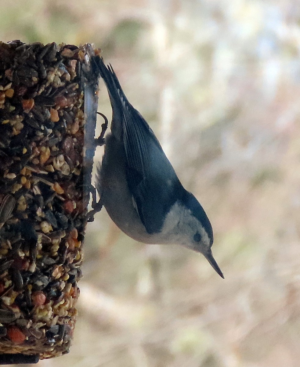 White-breasted Nuthatch - ML552311571