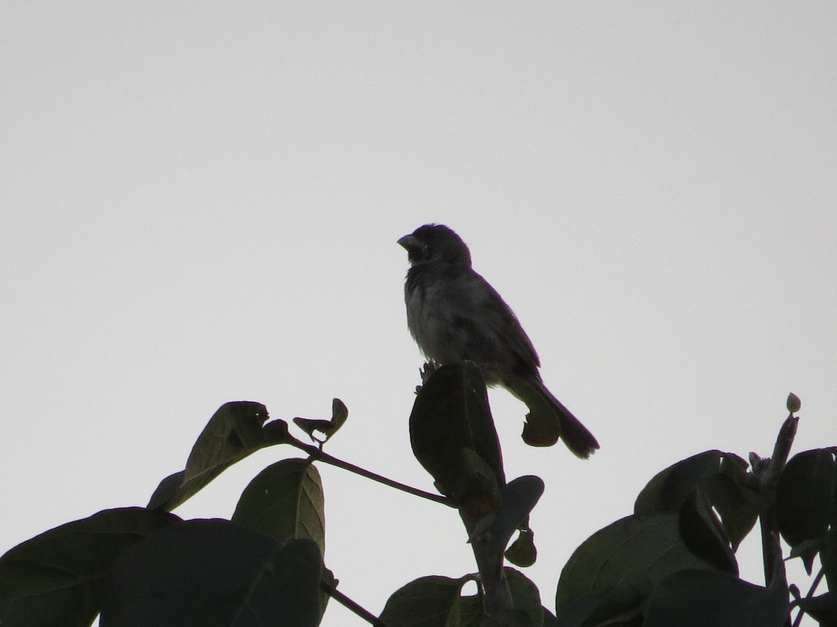 Double-collared Seedeater - ML552312821