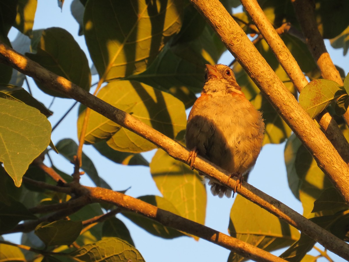 Rufous-collared Sparrow - ML552312861