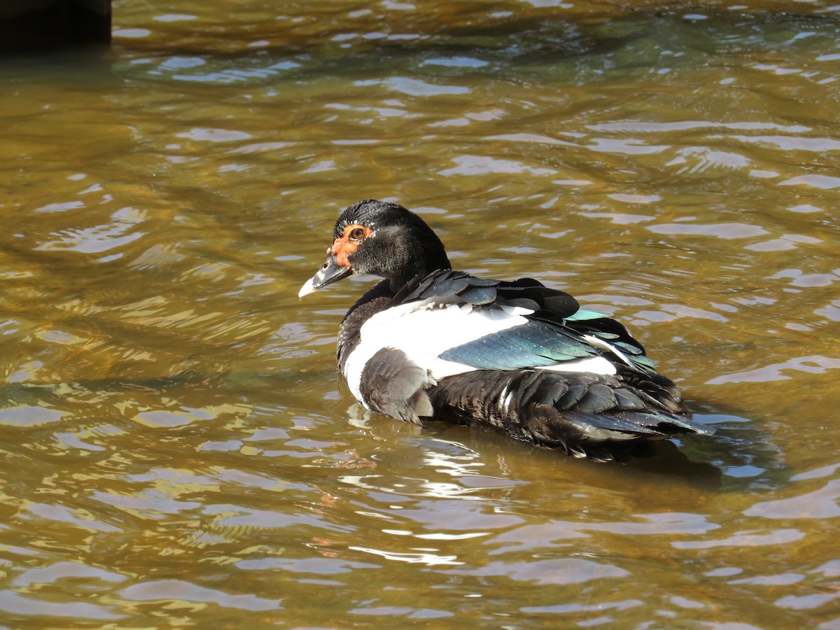 Muscovy Duck (Domestic type) - ML552313821