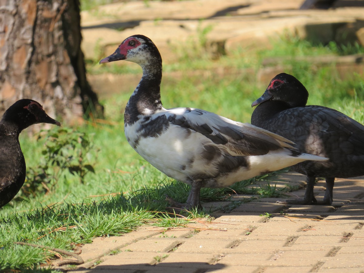 Muscovy Duck (Domestic type) - ML552313831