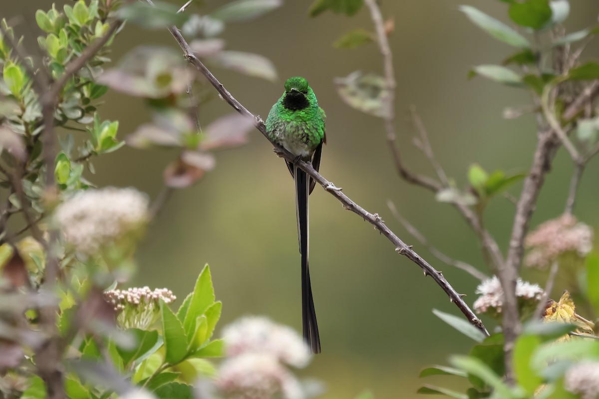 Yeşil Kuyruklu Kolibri - ML552315691