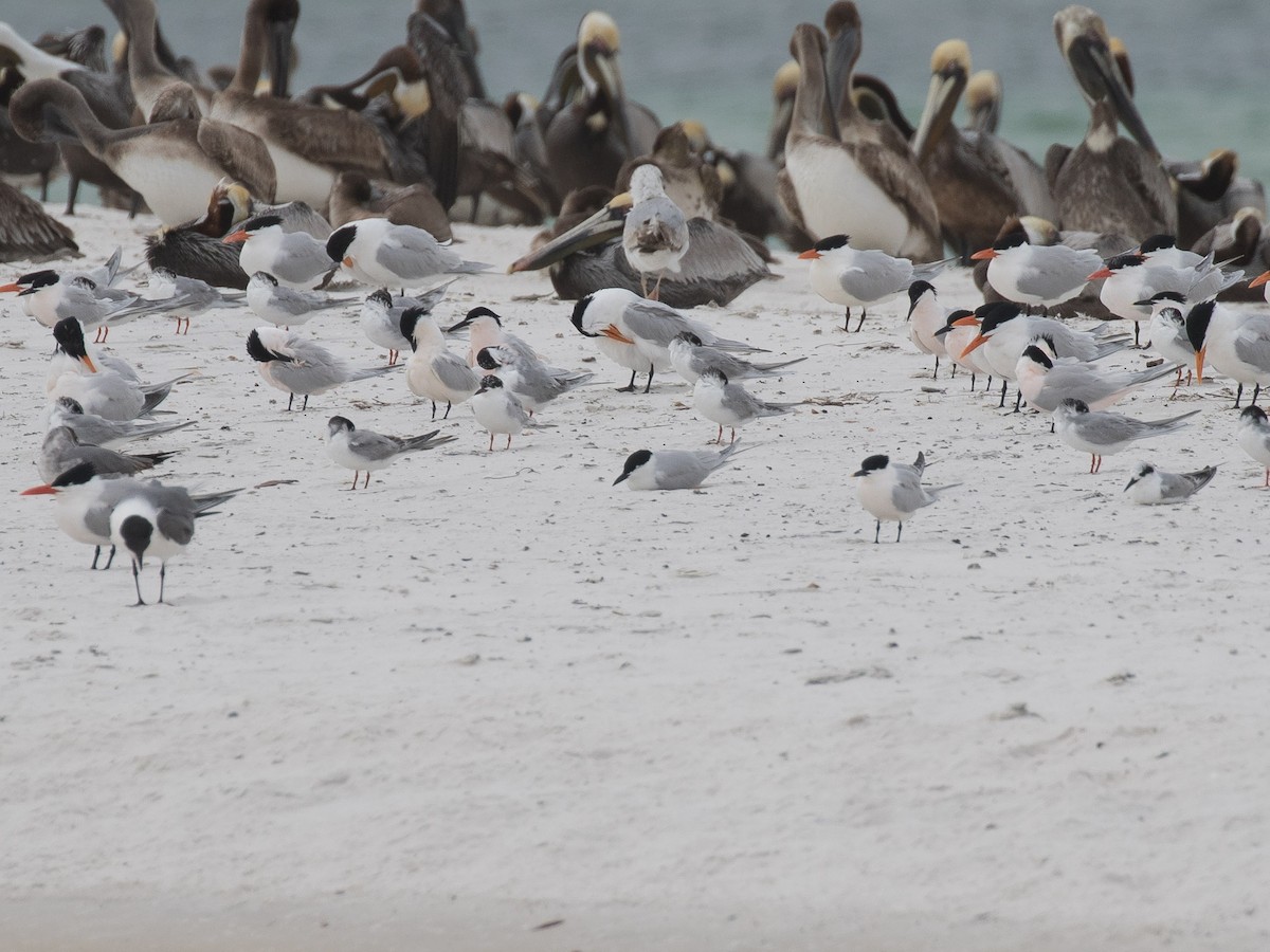 Gull-billed Tern - matthew sabatine