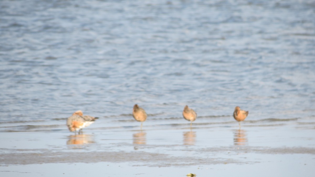 Red Knot - ML55232741