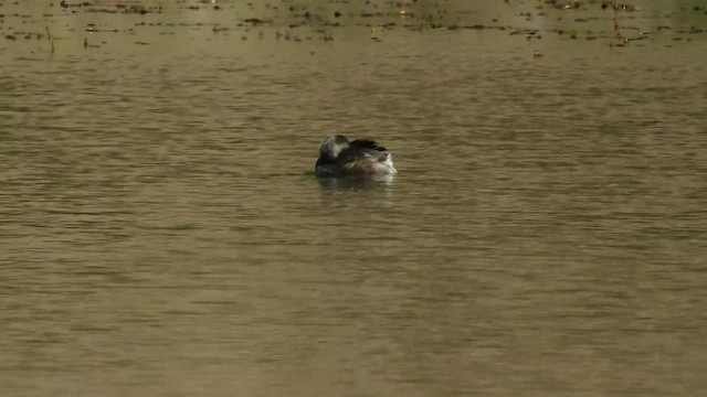 Pied-billed Grebe - ML552328801