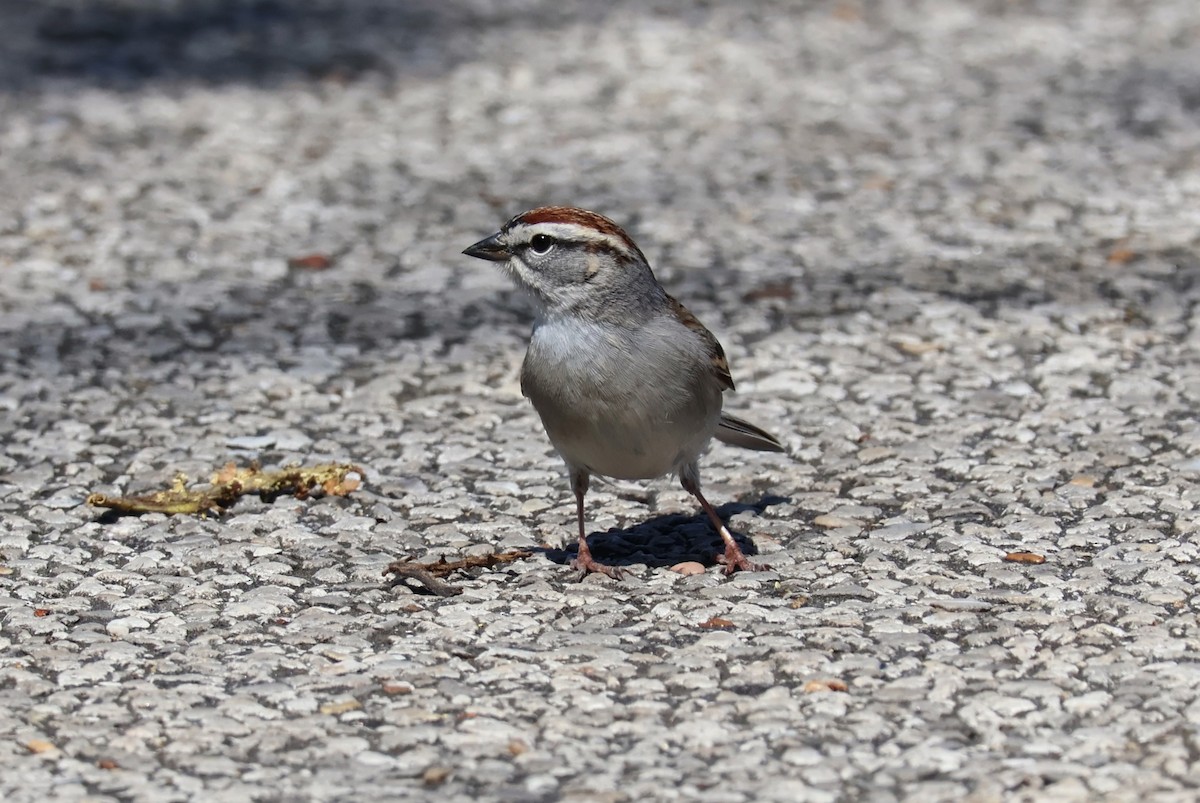 Chipping Sparrow - Tricia Vesely