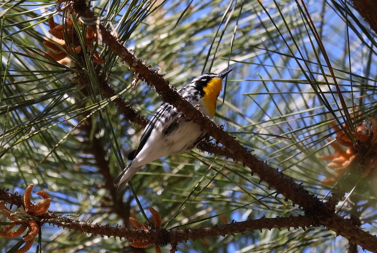 Yellow-throated Warbler - Tricia Vesely