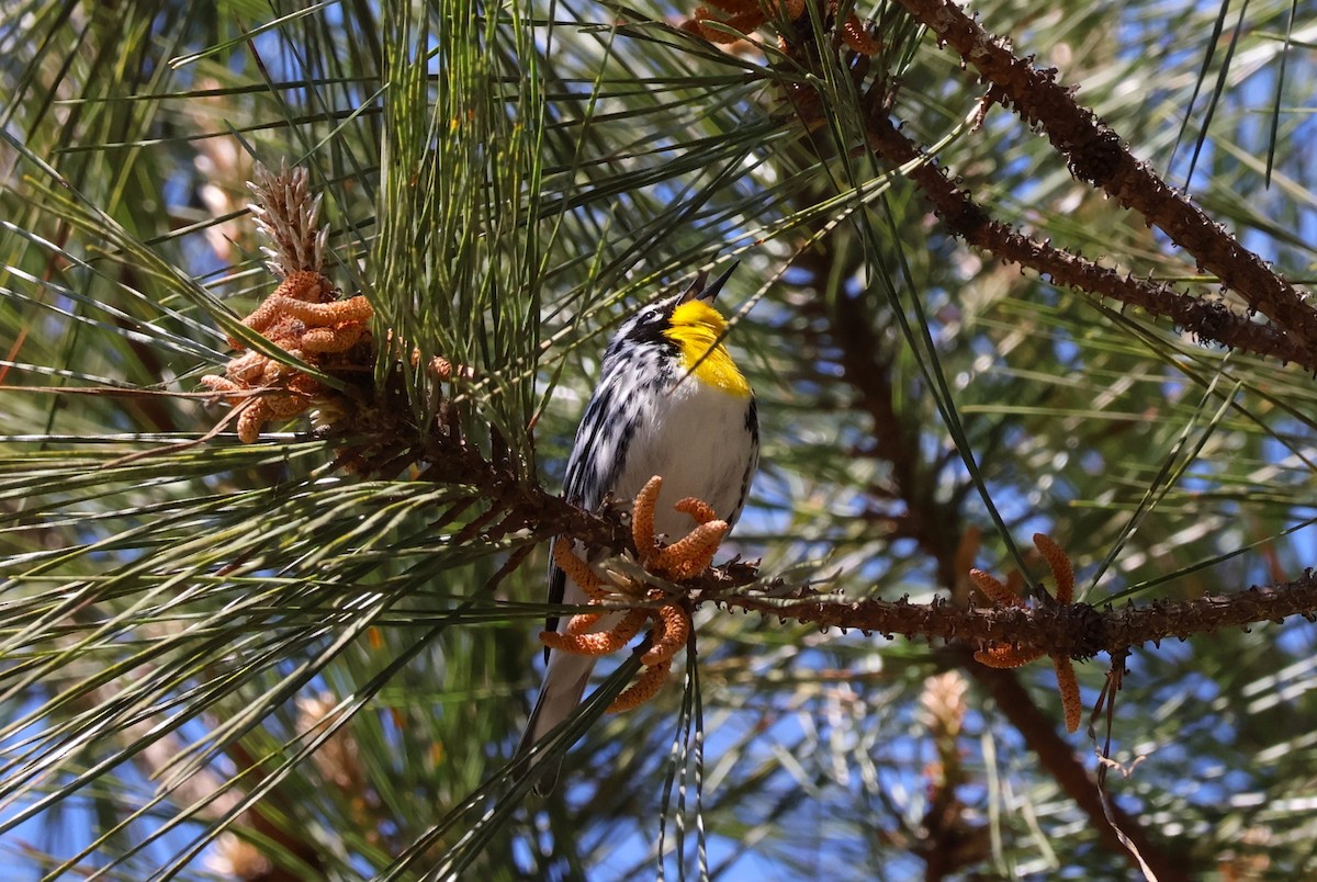 Yellow-throated Warbler - ML552328951