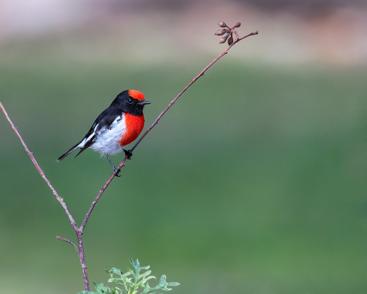 Red-capped Robin - ML552332121