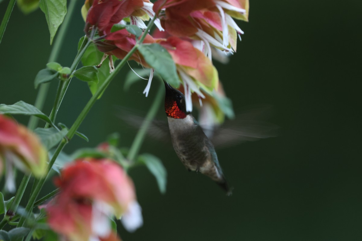 Ruby-throated Hummingbird - ML552336011