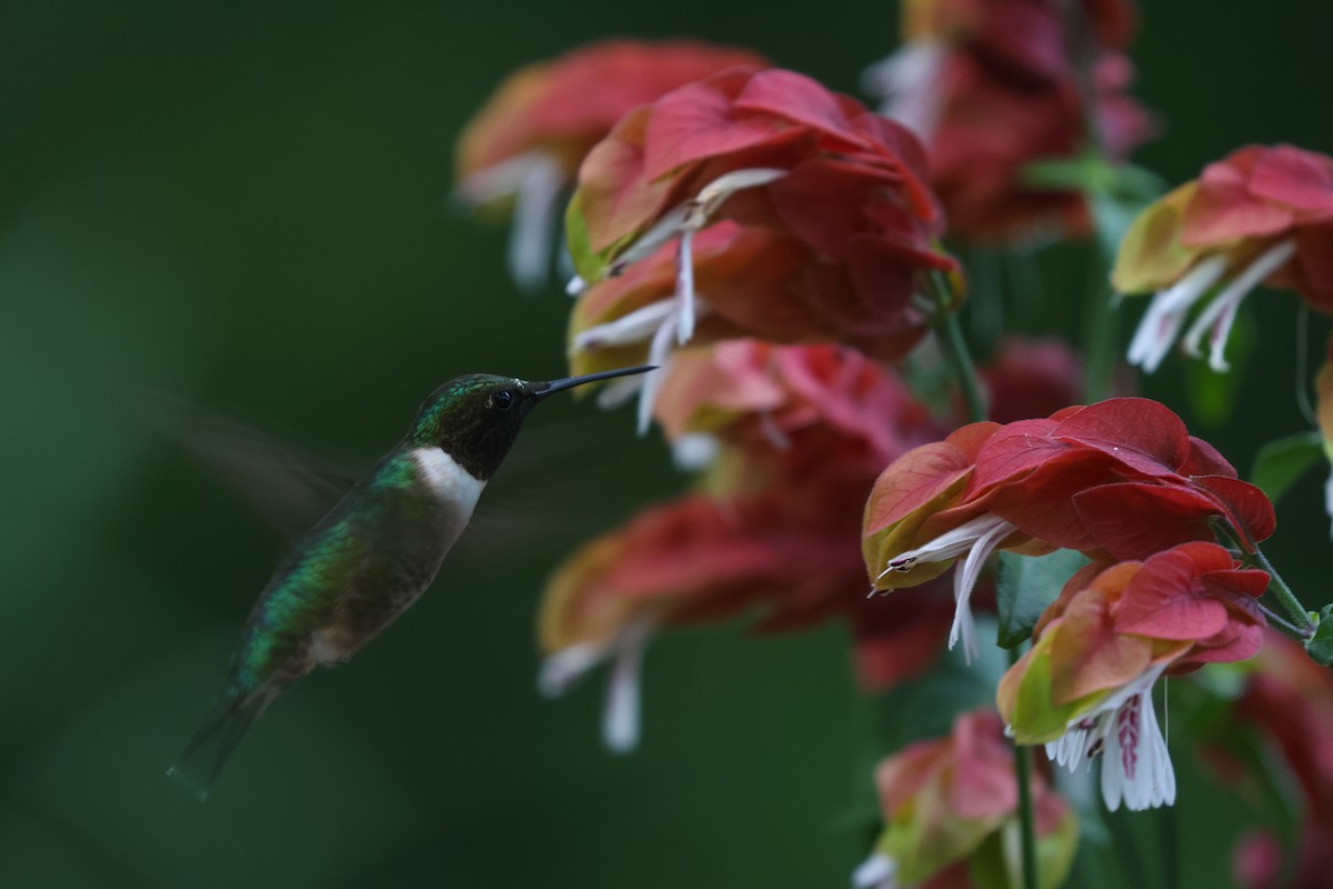 Ruby-throated Hummingbird - ML552336071