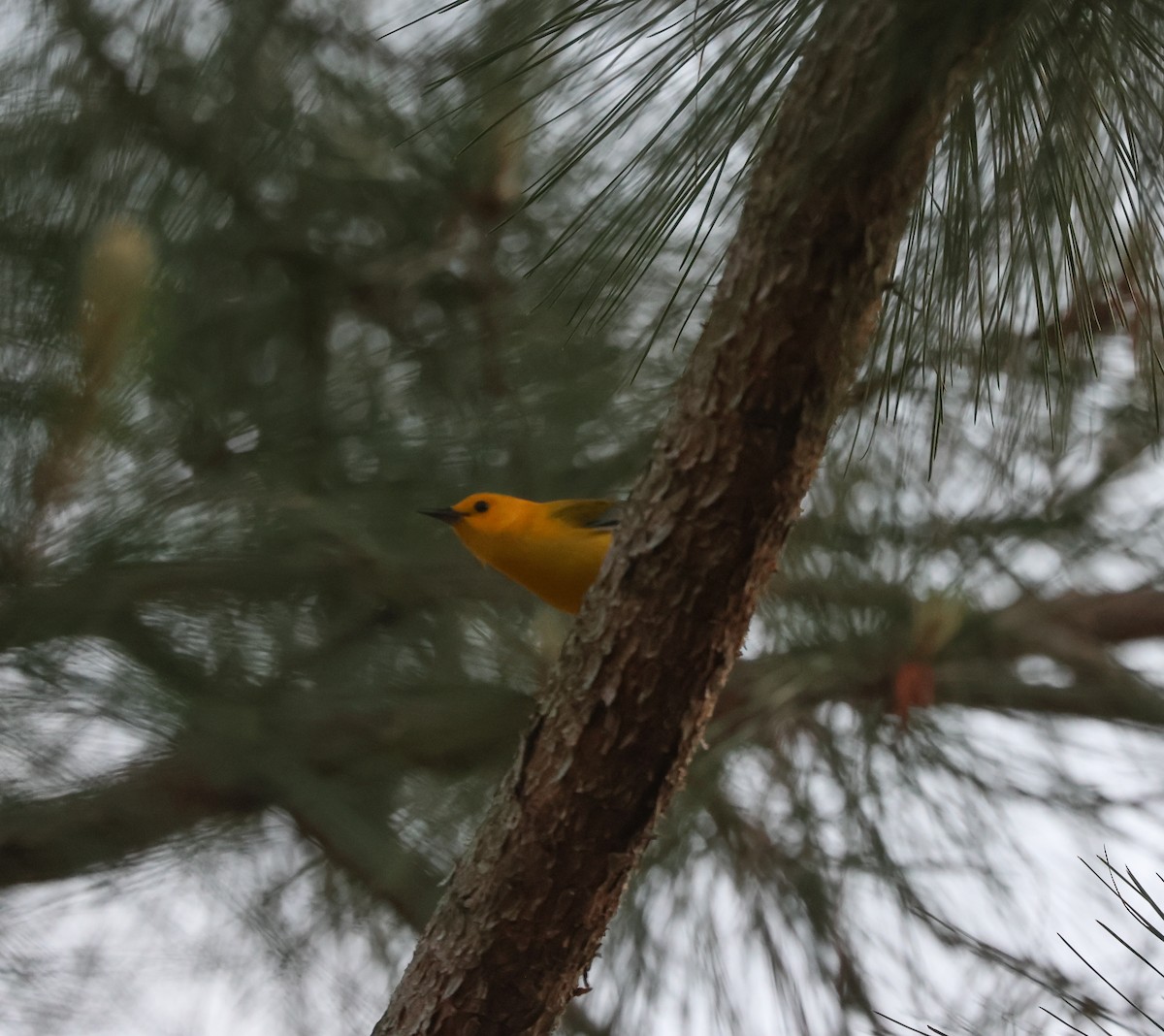 Prothonotary Warbler - ML552336221