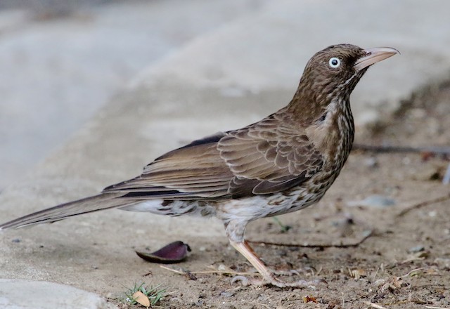 Pearly-eyed Thrasher (subspecies <em class="SciName">fuscatus</em>). - Pearly-eyed Thrasher - 