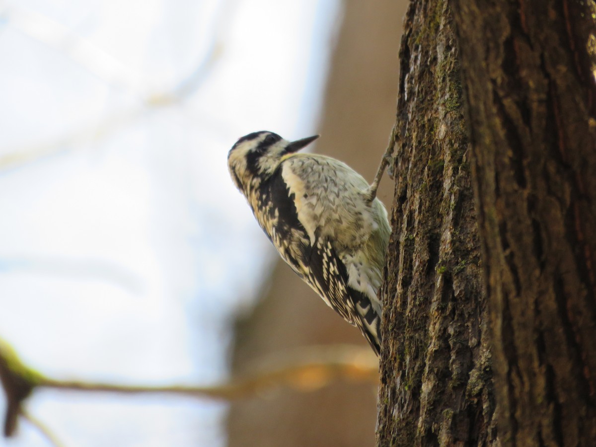 Yellow-bellied Sapsucker - Trish Guenther