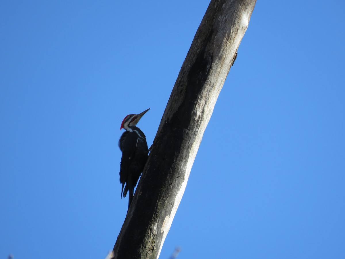 Pileated Woodpecker - Trish Guenther