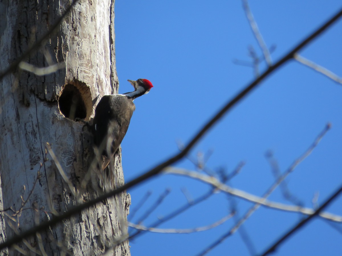Pileated Woodpecker - ML552345921