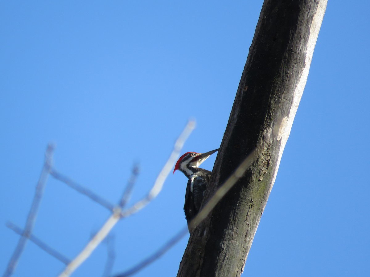 Pileated Woodpecker - ML552345931