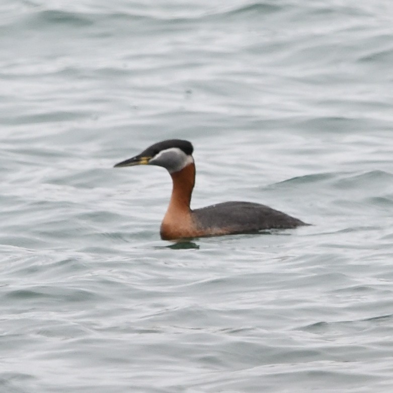 Red-necked Grebe - ML552347971