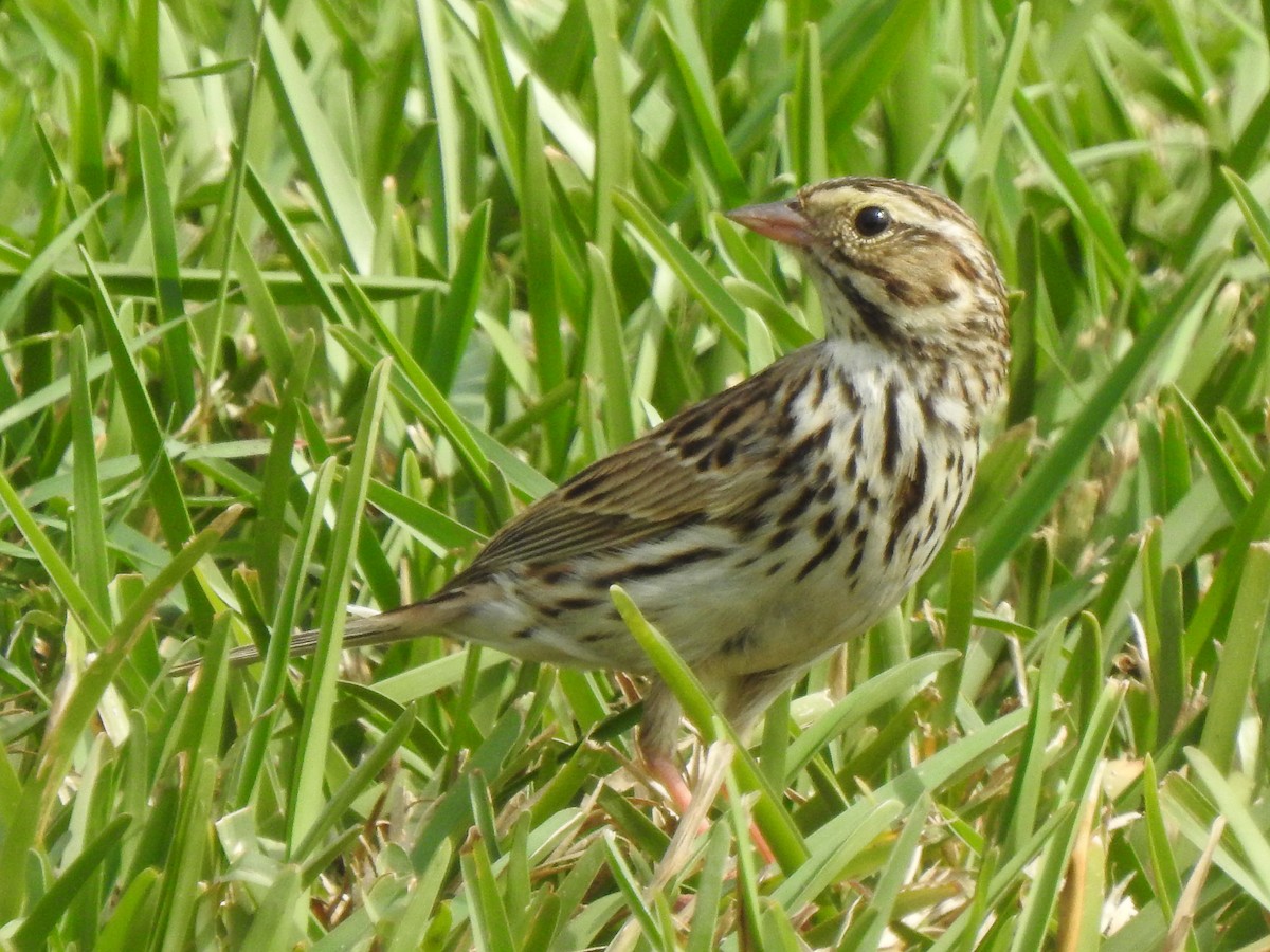 Savannah Sparrow - ML552348241