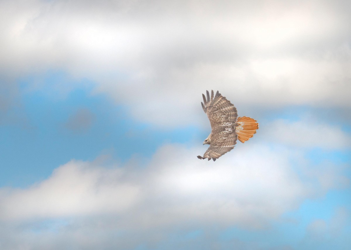Red-tailed Hawk - ML552350971