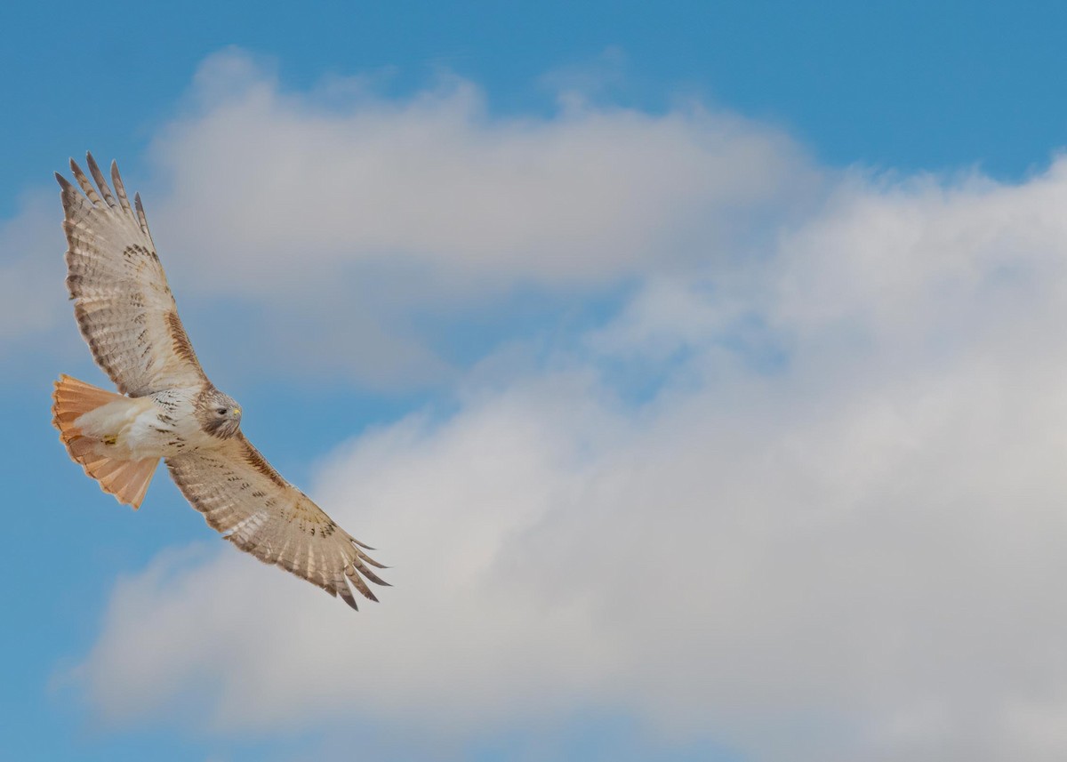 Red-tailed Hawk - ML552350981