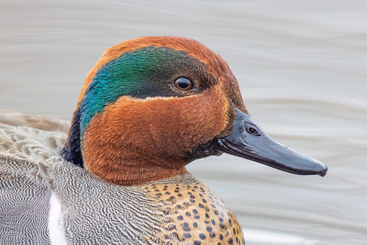 Green-winged Teal - ML552351381