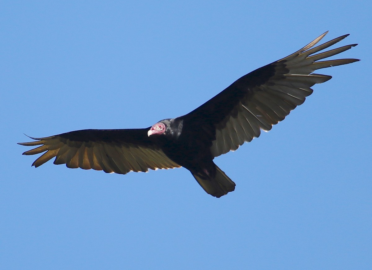 Turkey Vulture - ML55235531